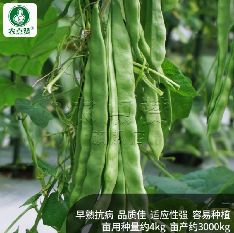 芸豆种子-无纤维肉厚脆嫩豆荚嫩肥大肉厚早熟抗病