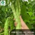芸豆种子-无纤维肉厚脆嫩豆荚嫩肥大肉厚早熟抗病
