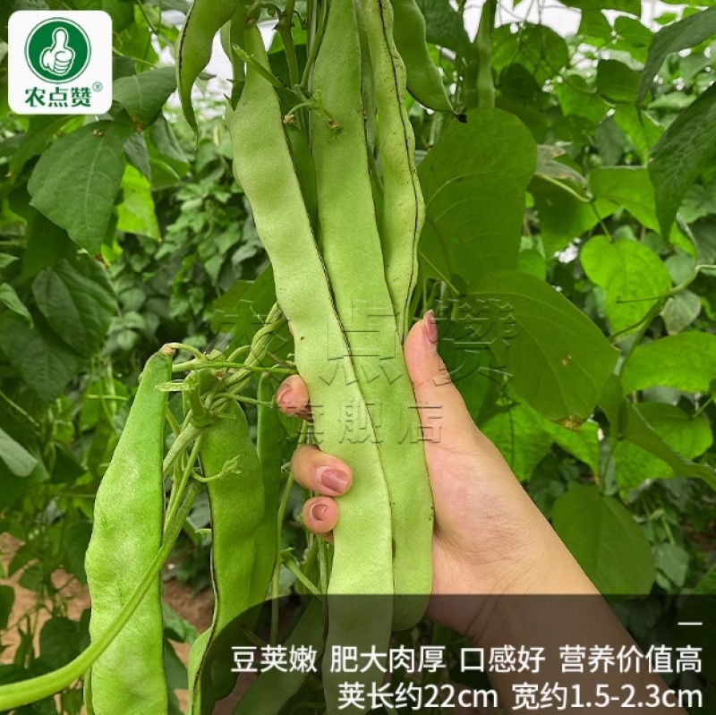 芸豆种子-无纤维肉厚脆嫩豆荚嫩肥大肉厚早熟抗病