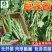 芸豆种子-无纤维肉厚脆嫩豆荚嫩肥大肉厚早熟抗病