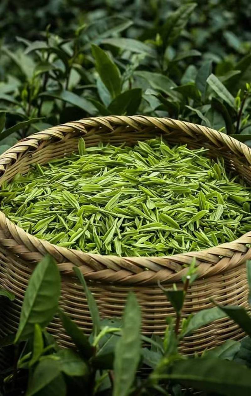 宜居茶，一级毛尖，色香味俱全受广大群众欢迎