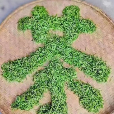 宜居茶，一级毛尖，色香味俱全受广大群众欢迎