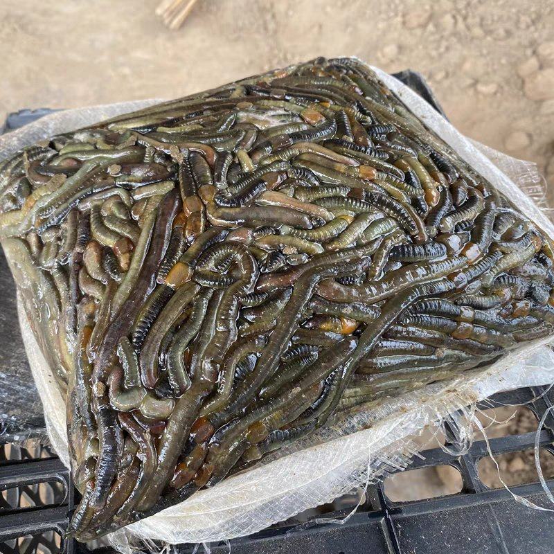 湖北一手货源冰蚯蚓速冻青蚯蚓养黄鳝黑蚯蚓特大臭蚯蚓