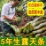 正宗云南铁皮石斛鲜条新鲜石斛超胖条石斛中药材枫斗鲜条批发