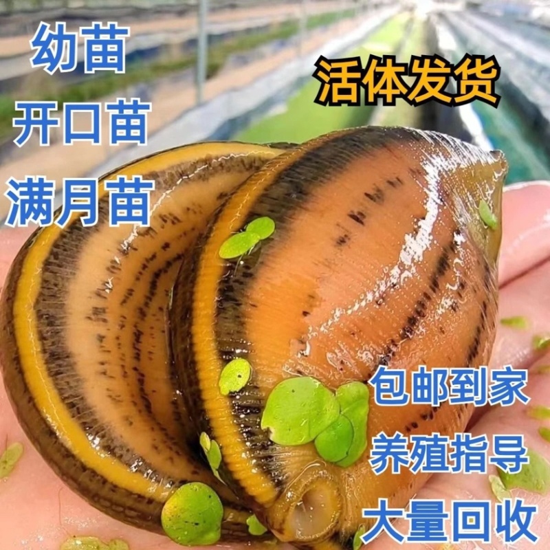 宽体金线蛭水蛭苗开口苗满月苗提供养殖技术欢迎咨询采购