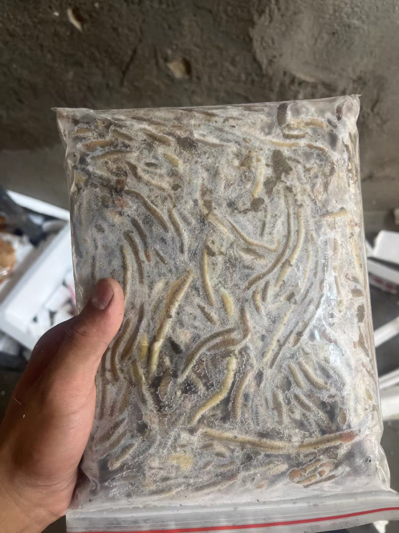 湖北一手货源冰蚯蚓速冻青蚯蚓养黄鳝黑蚯蚓特大臭蚯蚓