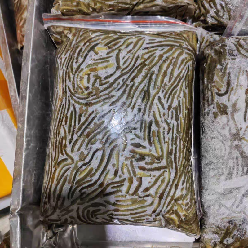 湖北一手货源冰蚯蚓速冻青蚯蚓养黄鳝黑蚯蚓特大臭蚯蚓