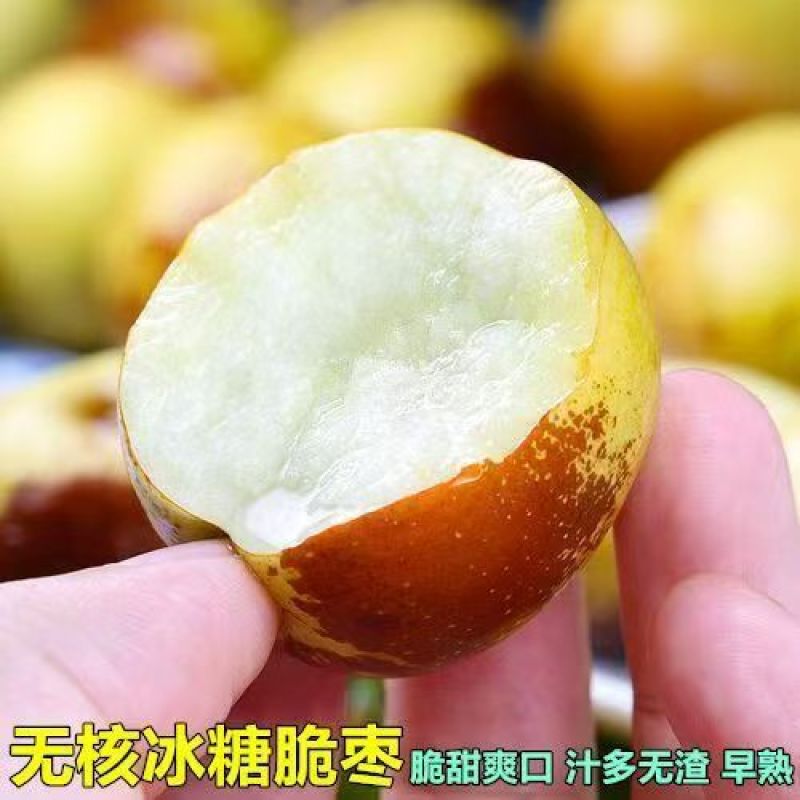 冬枣树苗嫁接枣树苗耐寒南北方种植大红枣蟠枣苗当年