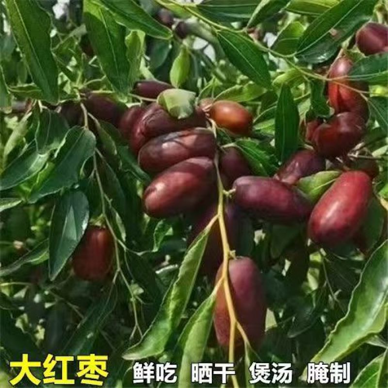 冬枣树苗嫁接枣树苗耐寒南北方种植大红枣蟠枣苗当年