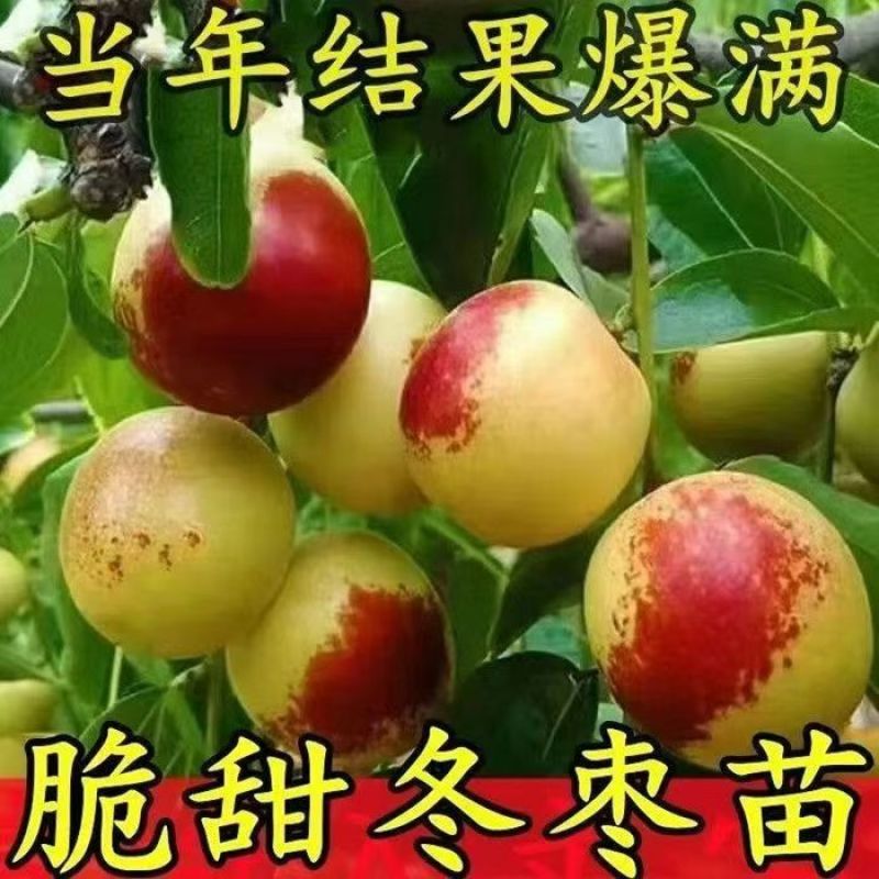 冬枣树苗嫁接枣树苗耐寒南北方种植大红枣蟠枣苗当年