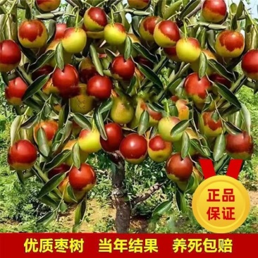 冬枣树苗嫁接枣树苗耐寒南北方种植大红枣蟠枣苗当年