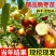 冬枣树苗嫁接枣树苗耐寒南北方种植大红枣蟠枣苗当年