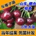 车厘子树苗樱桃树苖大樱桃苗南方北方种植果苗当年结果特大樱