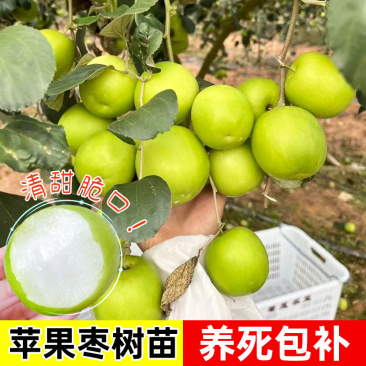 【春种】苹果枣苗台湾大青枣树苗嫁接苗盆地栽枣树苗南方北方