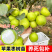 【春种】苹果枣苗台湾大青枣树苗嫁接苗盆地栽枣树苗南方北方