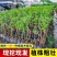 【春种】苹果枣苗台湾大青枣树苗嫁接苗盆地栽枣树苗南方北方