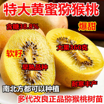 黄心猕猴桃树苗特大新品公母同株无籽南北方种植盆栽地栽当年