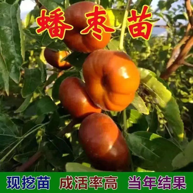 嫁接种蟠枣树苗冬枣红枣梨枣盆栽地栽果树苗南北方种当年结果