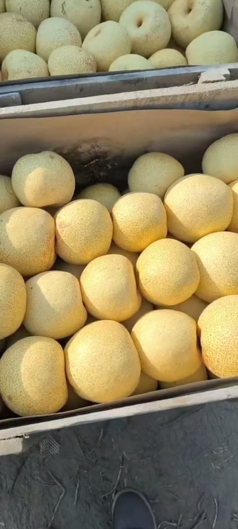 精品酥梨大量供应零售批发均可以欢迎下单品尝量大价优
