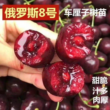 嫁接大樱桃树苗车厘子高产矮化盆栽阳台地栽庭院耐寒南北方种