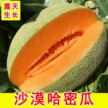 海南沙漠蜜瓜新鲜采摘当季新鲜水果宝宝孕妇**