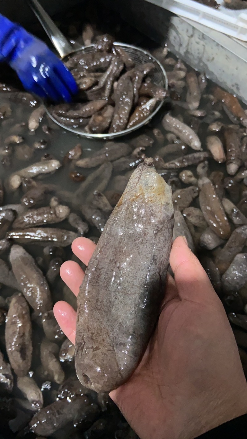 大乌参批发酒店市场供应，大量有货，直供厂家