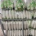 精品白萝卜散装袋装均可支持