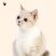猫粮工厂批发全价猫粮背毛柔顺靓丽光泽支持电商