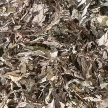 艾叶【包邮】三斤起发货可批量可零售量大从优