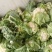 汉中城固精品菜花实菜花大量上市对接全国。产地发货