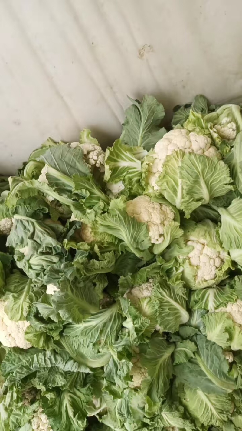 汉中城固精品菜花实菜花大量上市对接全国。产地发货
