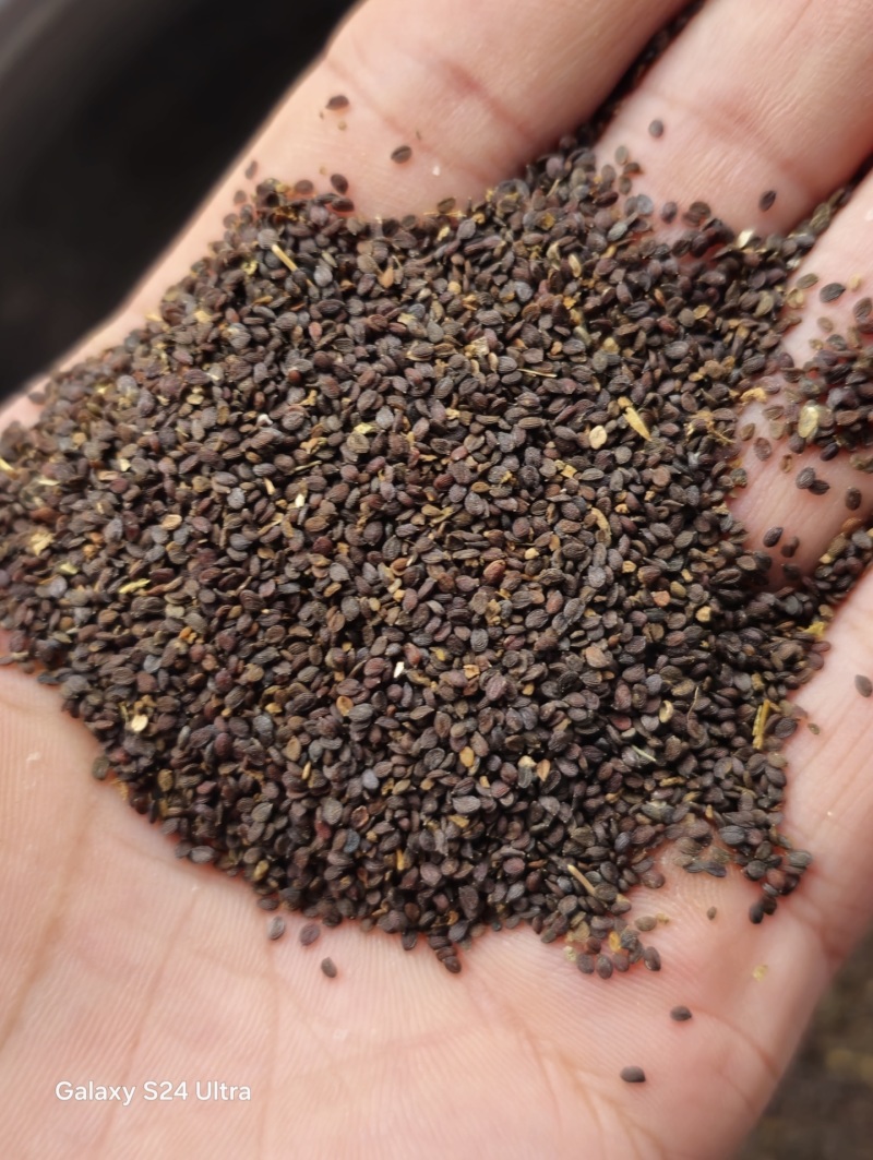 中药材藏药菥蓂子，败将草籽，析暝子，精品大货供应