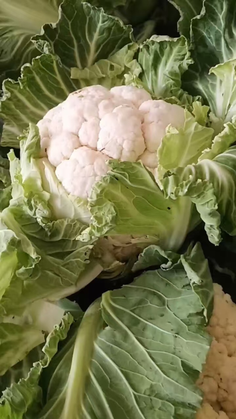 汉中城固精品菜花实菜花大量上市对接全国。产地发货