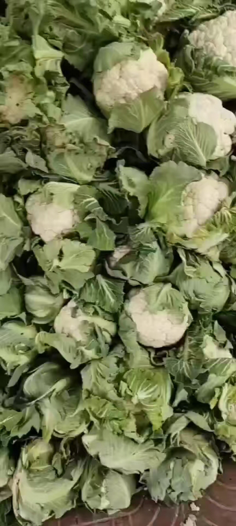 汉中城固精品菜花实菜花大量上市对接全国。产地发货