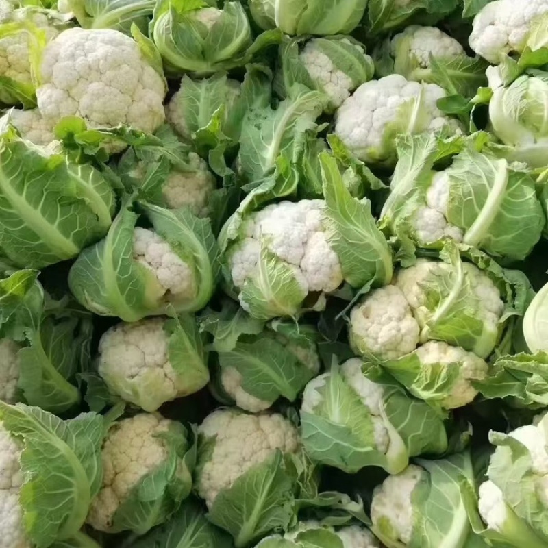 汉中城固精品菜花实菜花大量上市对接全国。产地发货