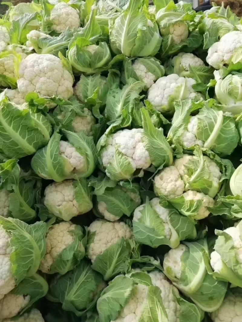 汉中城固精品菜花实菜花大量上市对接全国。产地发货