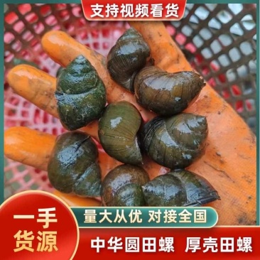 种螺中螺小田有货，从事养殖行业15年，养殖经验丰富。