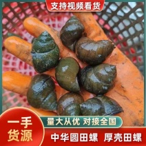 种螺，中螺，小螺，各规格商品田螺货源温度，欢迎订购。