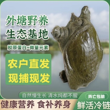 汉寿苗子甲鱼公母都有，品质好价格低，欢迎全国来电包邮