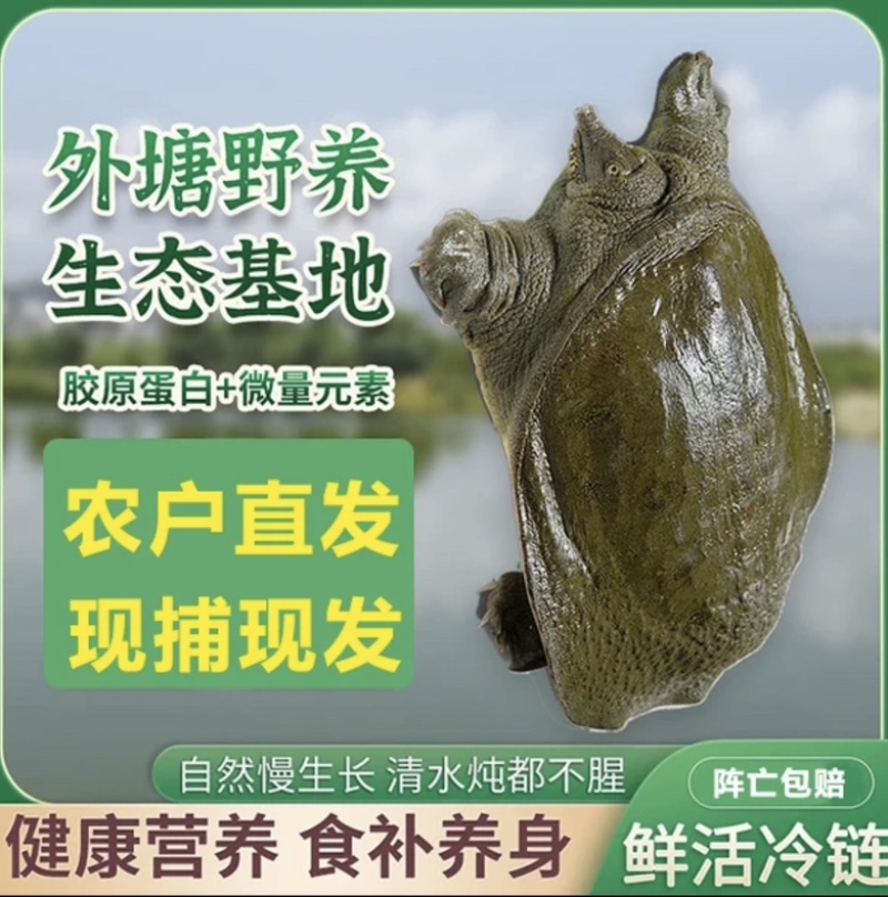 汉寿苗子甲鱼公母都有，品质好价格低，欢迎全国来电包邮