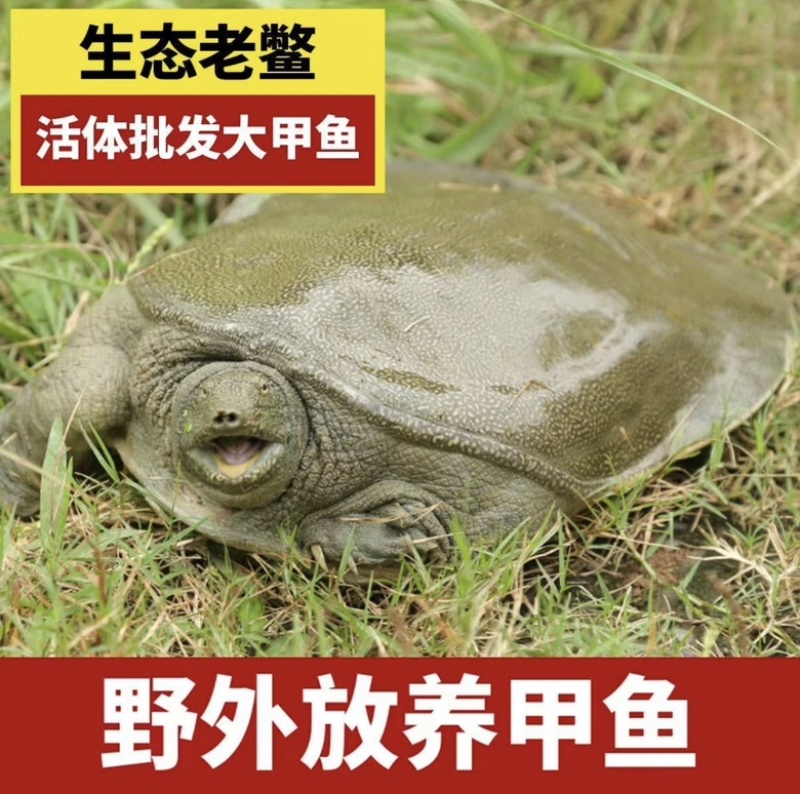 汉寿苗子甲鱼公母都有，品质好价格低，欢迎全国来电包邮