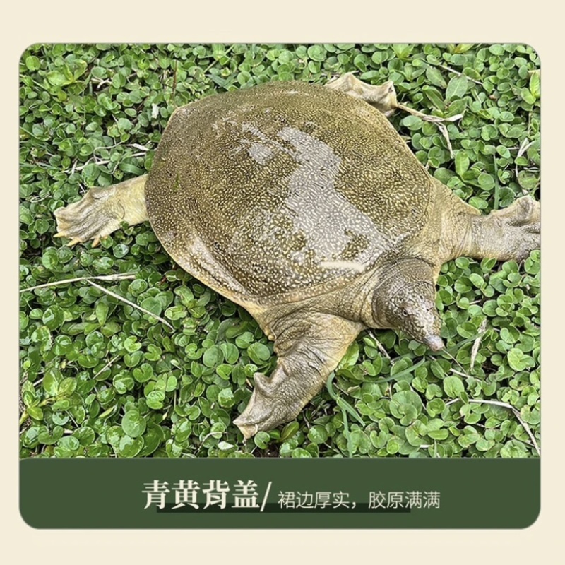 汉寿苗子甲鱼公母都有，品质好价格低，欢迎全国来电包邮