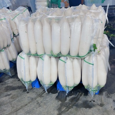 精品白萝卜货源稳定支持线上交易可视频看货