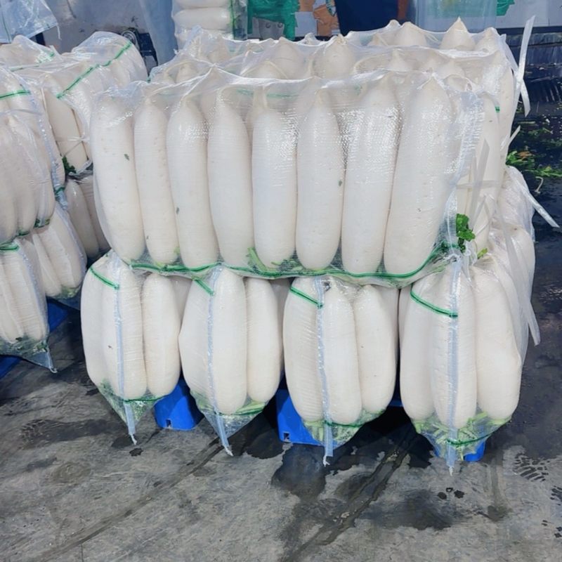 精品白萝卜货源稳定支持线上交易可视频看货