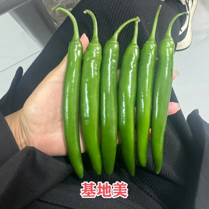 韩国基地美大果美人椒种子红尖椒种子耐裂海花红辣椒种子