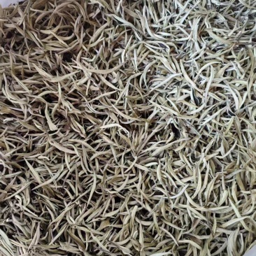 云南白毫银针精品上市茶香四溢口感醇香欢迎选购