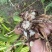纯紫花三叉大白芨种苗