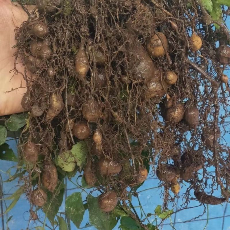 (10颗装)三叶青苗金线吊葫芦苗紫藤三叶青绿植盆栽苗三叶