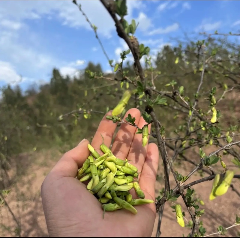 产地供应新鲜菜用金雀花
