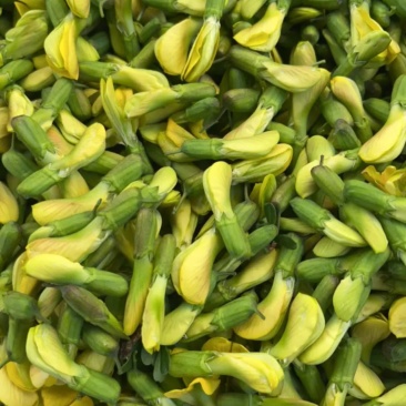 产地供应新鲜菜用金雀花